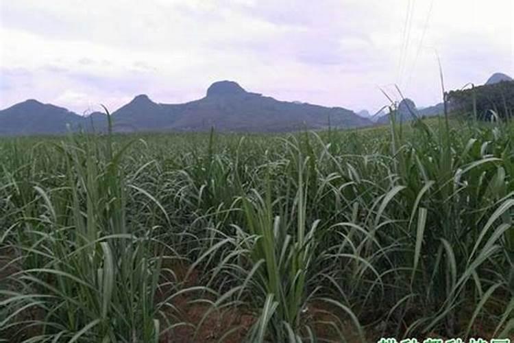 国内氨基酸水溶肥生产厂家有哪些？