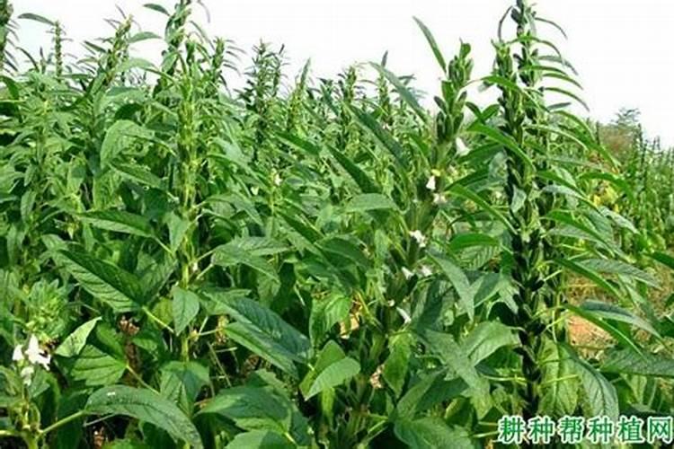 玉米地里间作芝麻可以吗