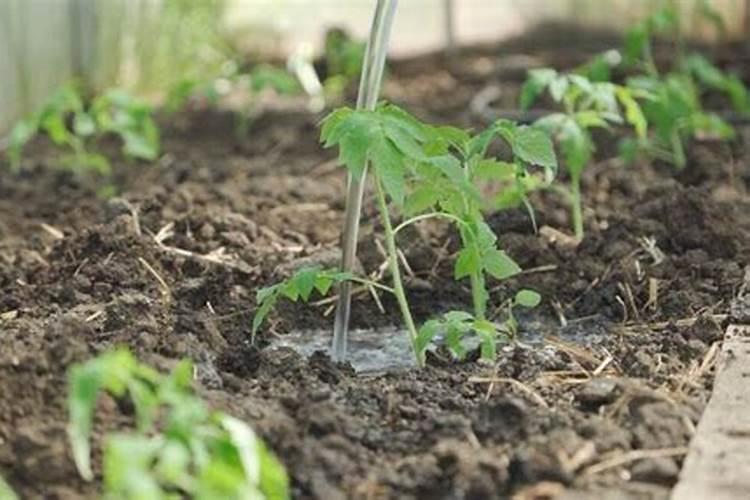 氮肥属于哪种肥料？