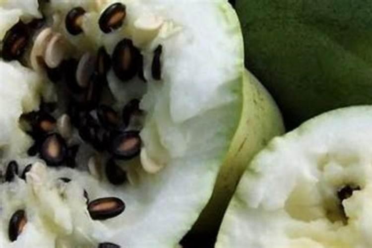 柚子树正在开花可以施肥吗？