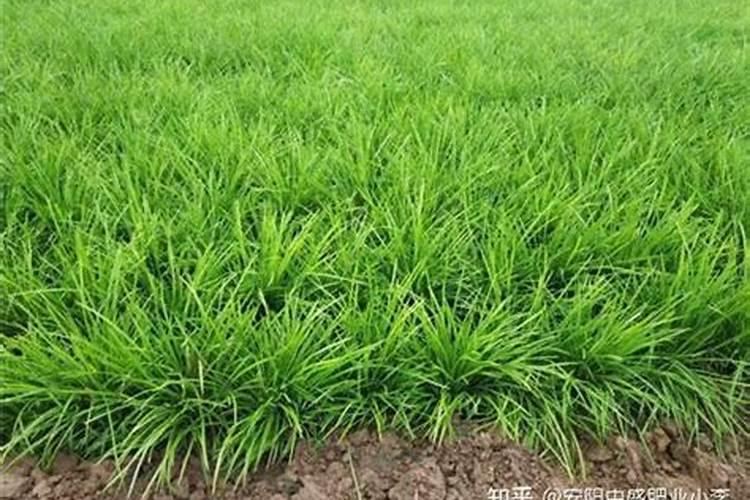 小麦冬压蘖多苗壮