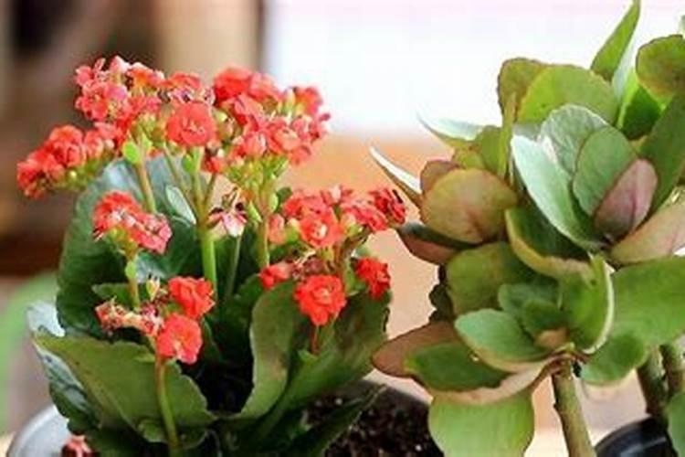 最常用的肥料有哪些？