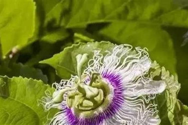 生玉米面能直接撒到地里吗