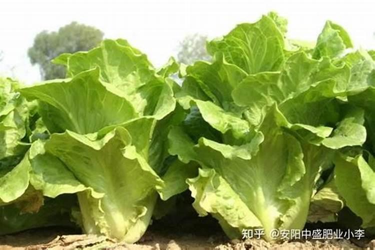 生菜叶片增厚用什么叶面肥