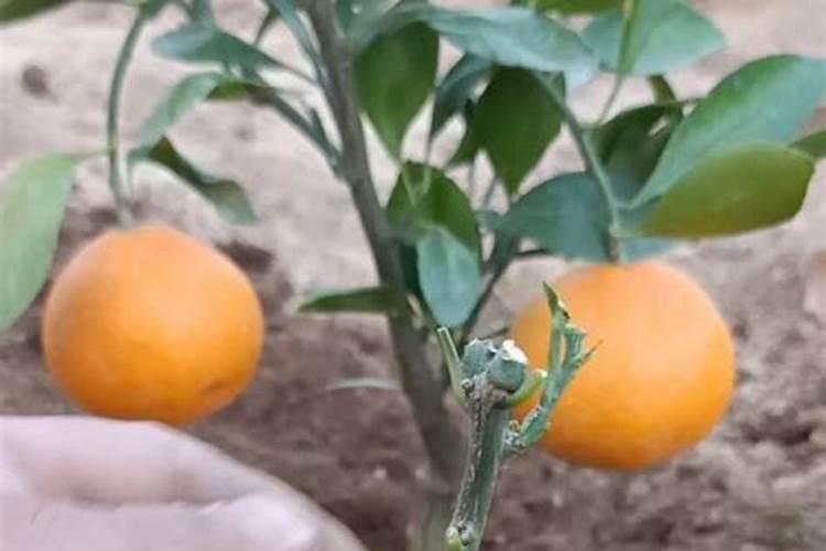 橘子树怎么养护和施肥