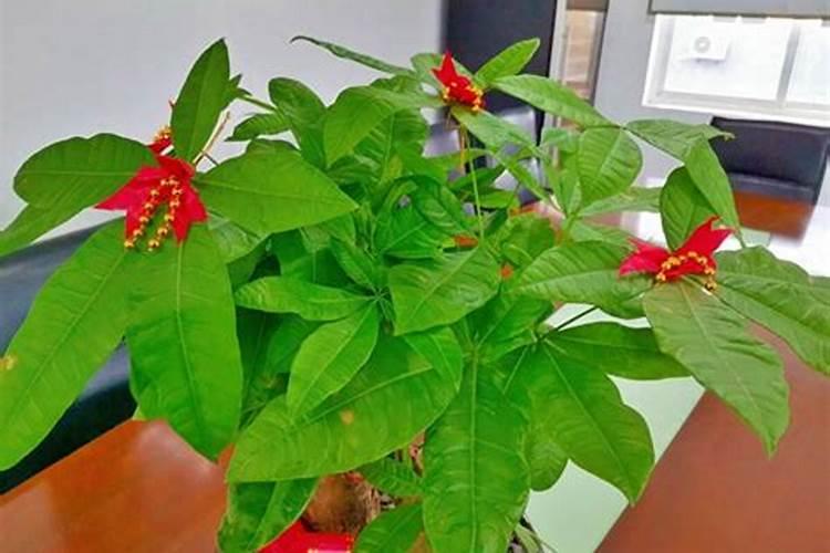 草莓开花后怎么施肥？