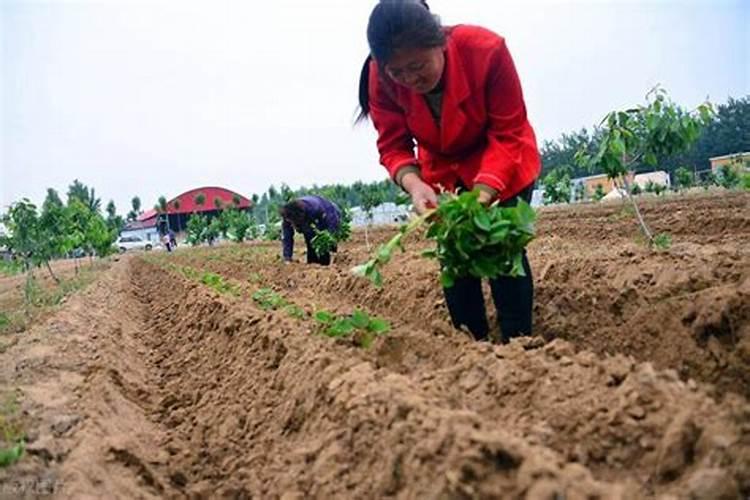 西葫芦露天种植怎么浇水施肥最好