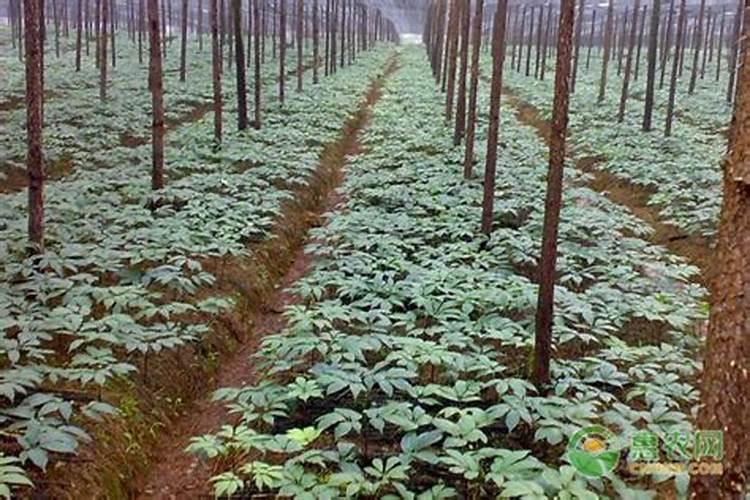 种植三七时,需要注意什么？