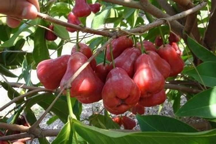 莲雾大量开花适合施硝酸钾肥吗？