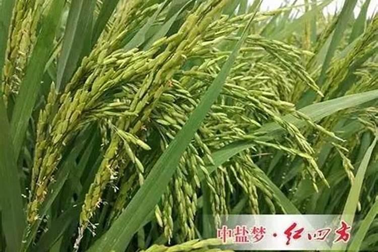 水生植物叶特点