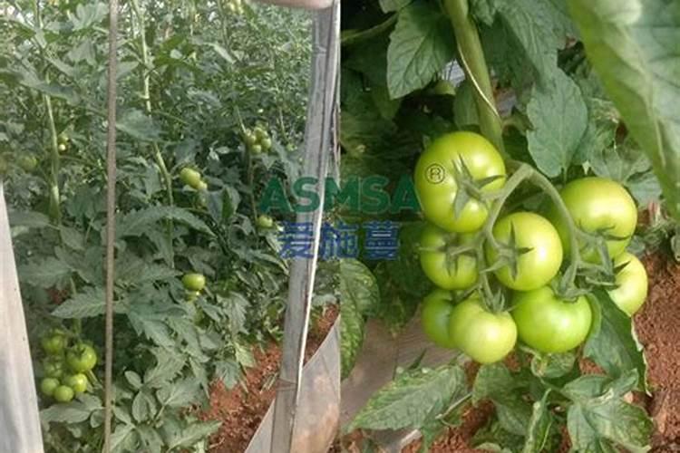 中农化肥复合肥十大品牌吗