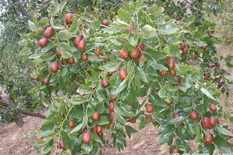 青枣现在果实开始膨大了,但出现了很多黄叶,为什么？用镁肥行吗？百度知 ...