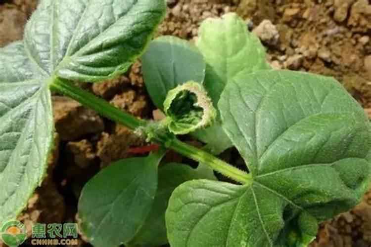 滴翠园和回龙山庄的区别