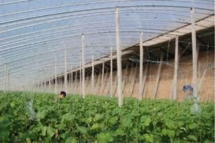 大棚上豆粕一亩地用多少斤