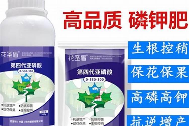 三角梅有花苞能喷磷钾肥吗 三角梅有花苞能喷磷钾肥