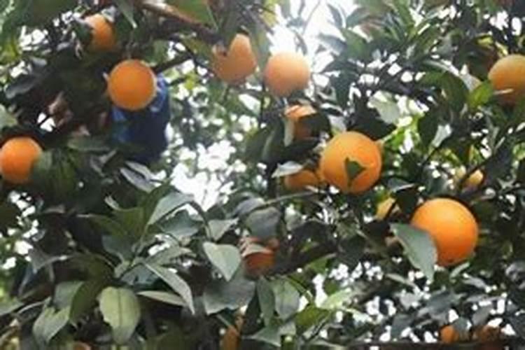 橙子什么时间施肥好？膨大素哪个好？增甜肥料增甜剂用“调色师”百度知...