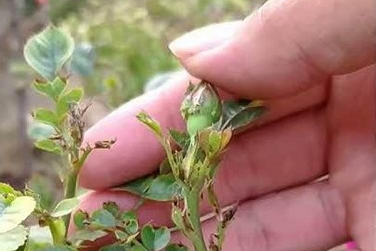 磷酸二氢钾浇月季花使用方法