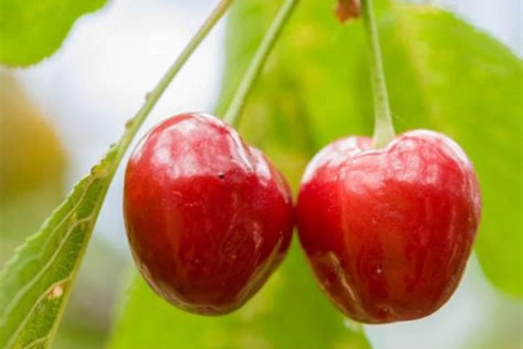 烟叶种植施肥过多怎么办