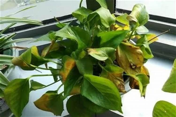 绿萝树春天叶子黄怎么办 绿萝可以用复合肥吗