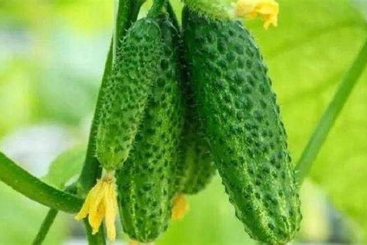 黄瓜中期施什么肥？黄瓜中期如何防早衰