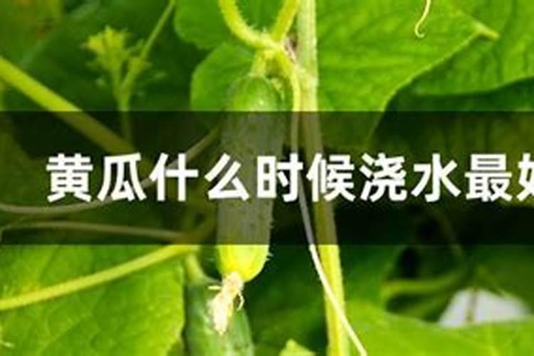什么情况下需要喷叶面肥 绿植叶面肥施用指南