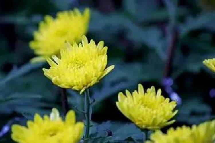 菊花施什么肥料长得好