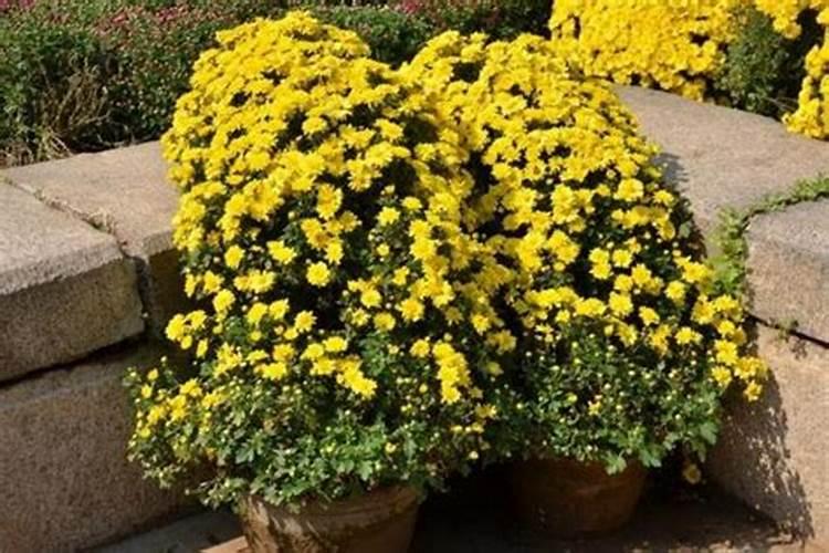 菊花花期需要施肥吗