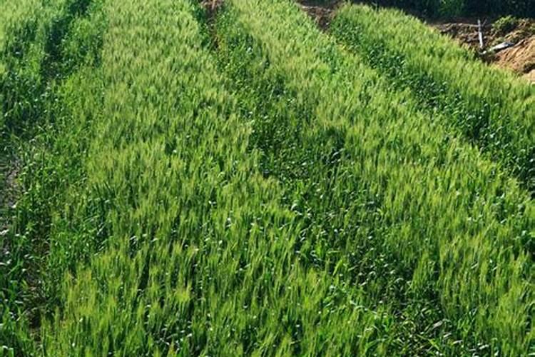 小麦开春追什么肥好