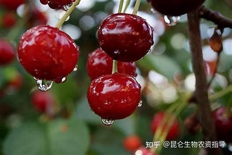 车厘子几月施肥最好