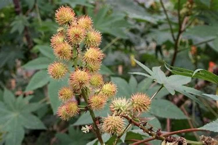 全国最大腐植酸生产厂家