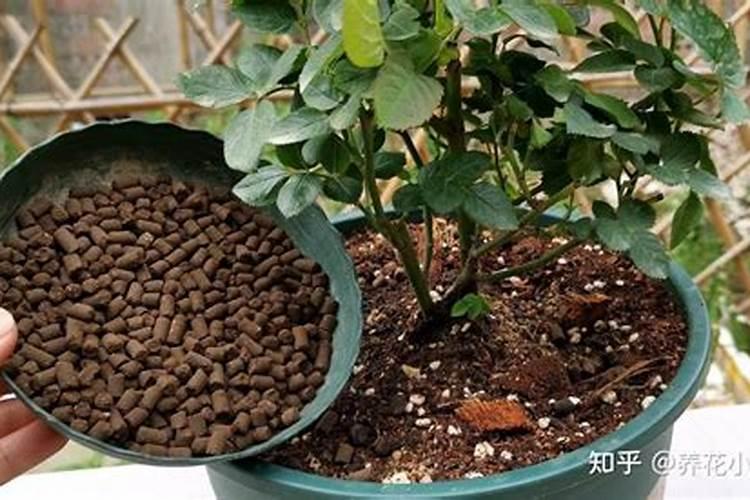 四季旺稻花香大米的市场口碑怎么样？