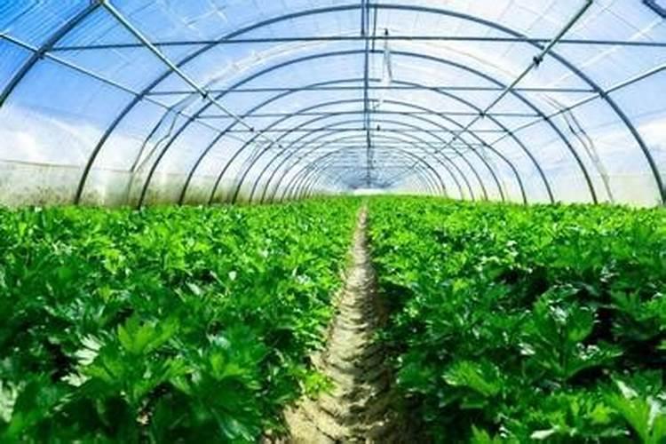 氮肥用于气体肥料吗