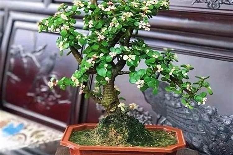 怎样检验铵态氮肥