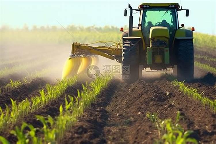 秋月梨缺磷最怕三个东西