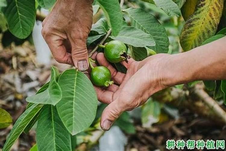 鱼精是做什么的