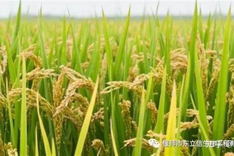 硼肥的10大禁忌
