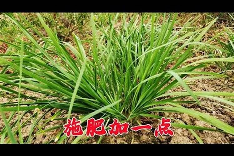 韭菜上什么肥料长的黑亮又粗壮？韭菜可以种植几次？