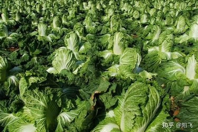 大白菜怎样施肥要点与技术