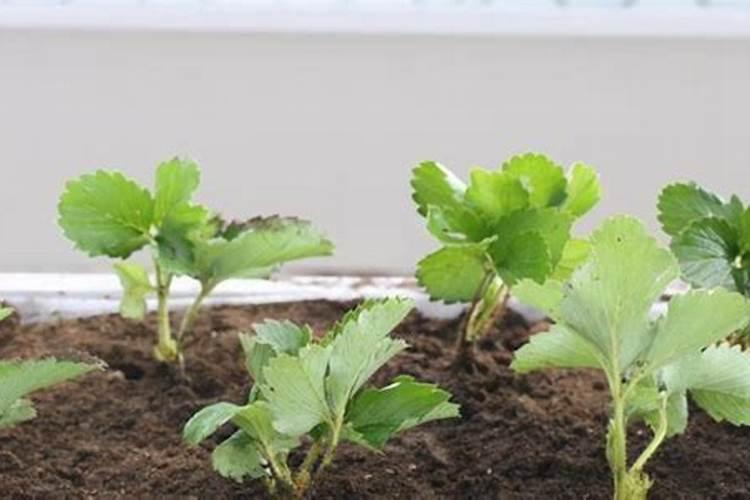 草莓应该怎么施肥？如何种出生态有机草莓？