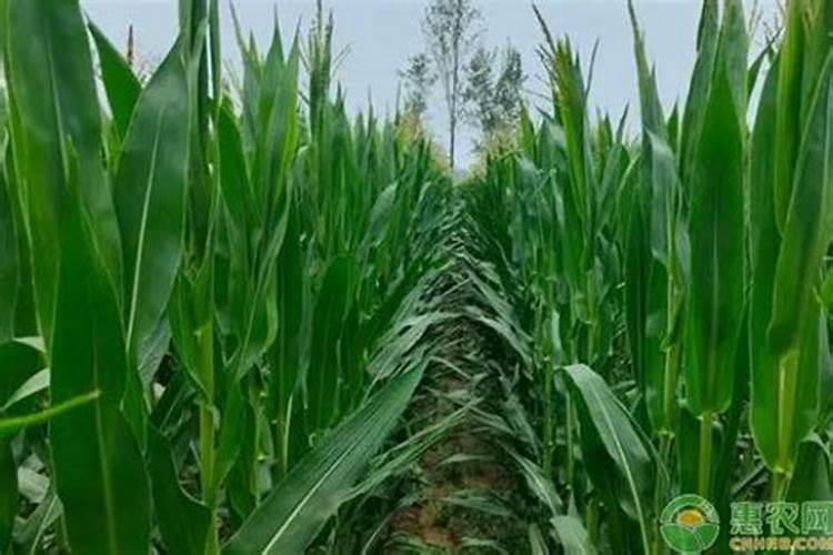 玉米需要什么样的含量肥料