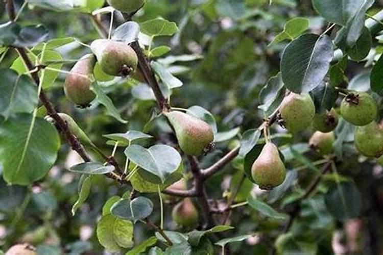 果树花期补硼、花后补钙,补错了果子当然长不好