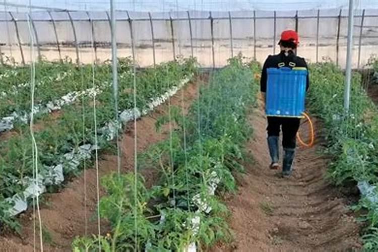 西红柿追肥用什么肥料