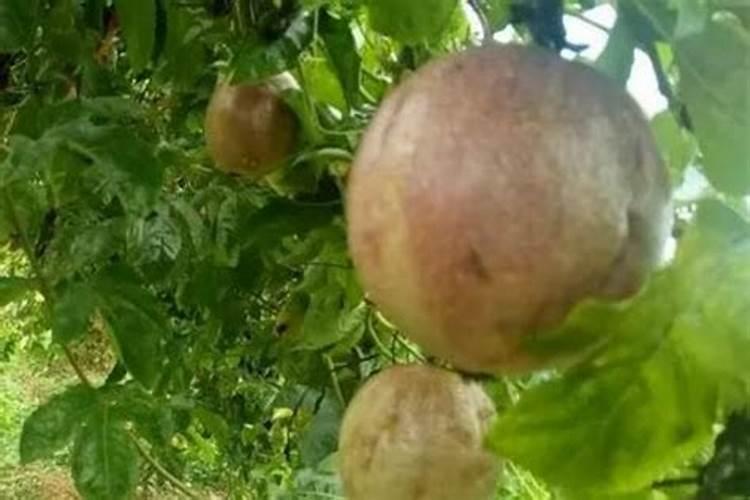 卖紫米饭团的劣势