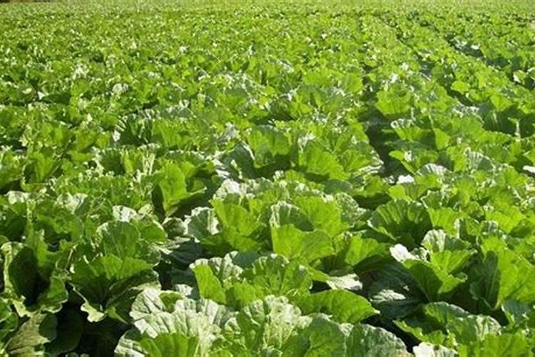 樱桃坐果的时候用什么肥料好