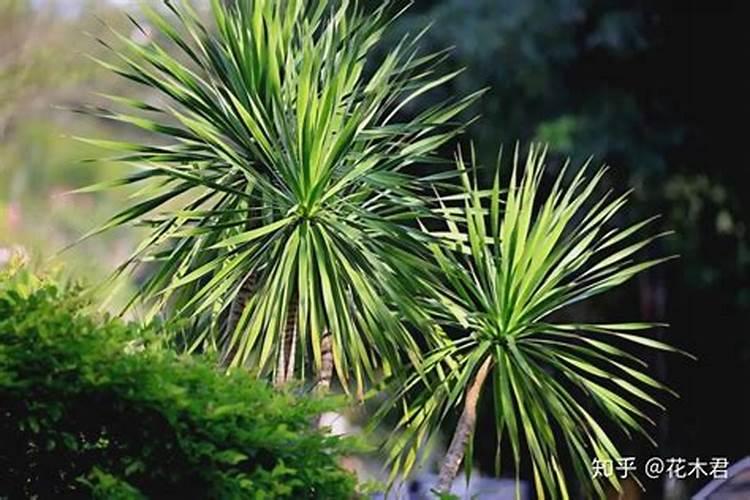 东北地区用什么化肥最好