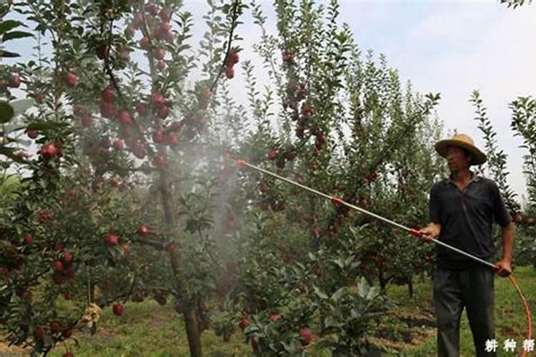 苹果膨果期用什么肥最好？怎么施肥呢？