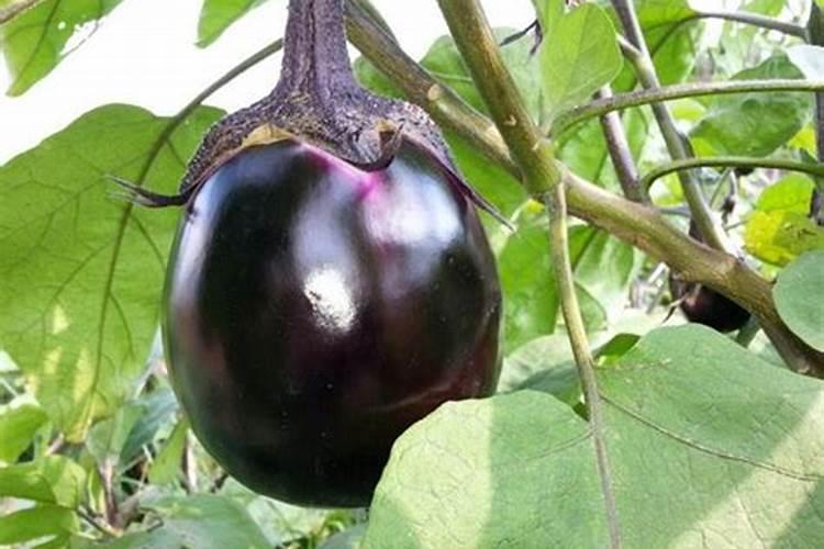 茄子坐果期用什么肥