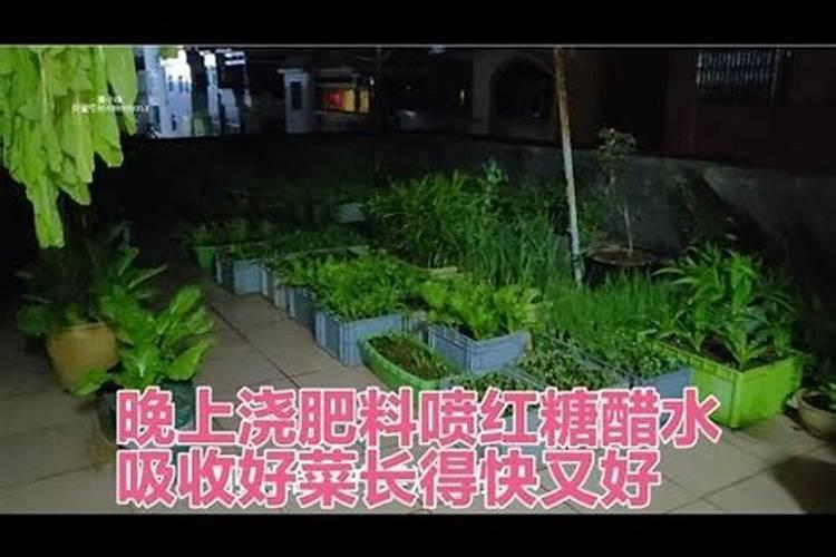 移栽树苗生根粉怎么用？生根粉可以浇土吗？