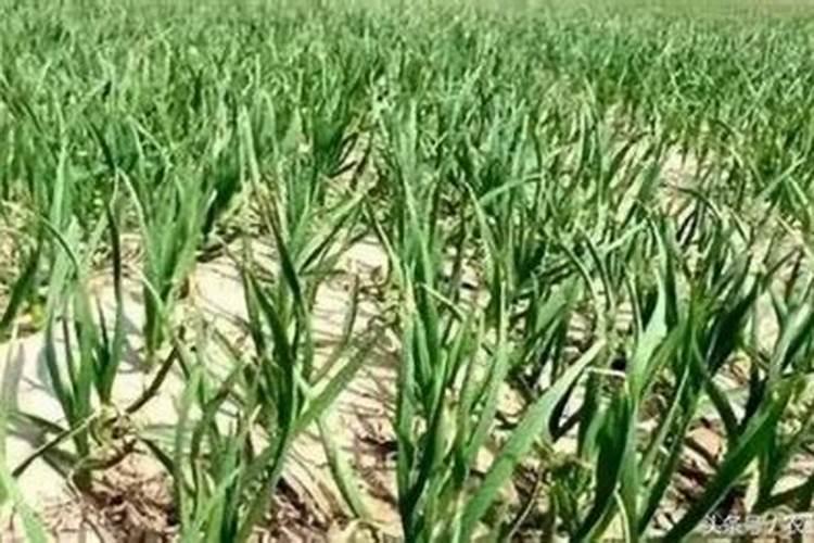 中微量元素与氮肥同时使用效果怎么样