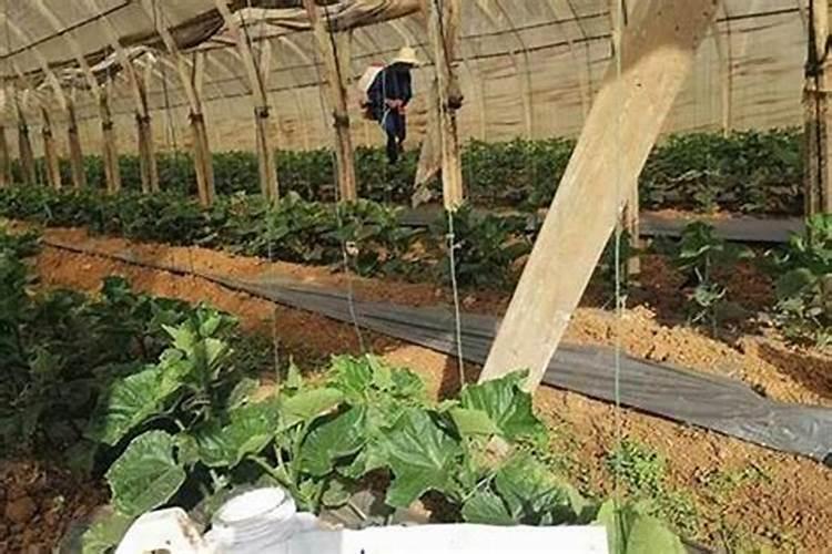 黄瓜需要掐尖打叉吗